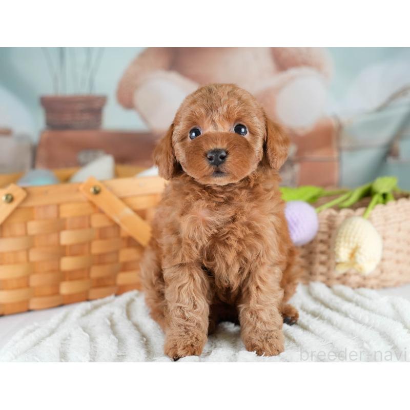 販売中の埼玉県のトイプードル-428725の10枚目