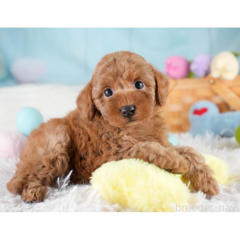 販売中の埼玉県のトイプードル-428725の9枚目