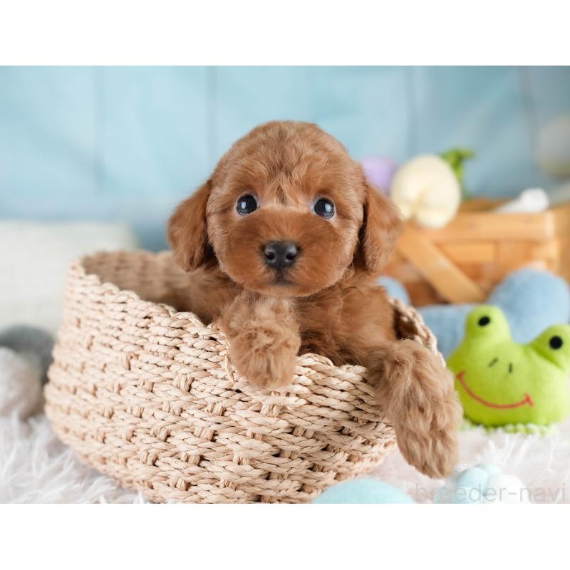 販売中の埼玉県のトイプードル-428725の8枚目