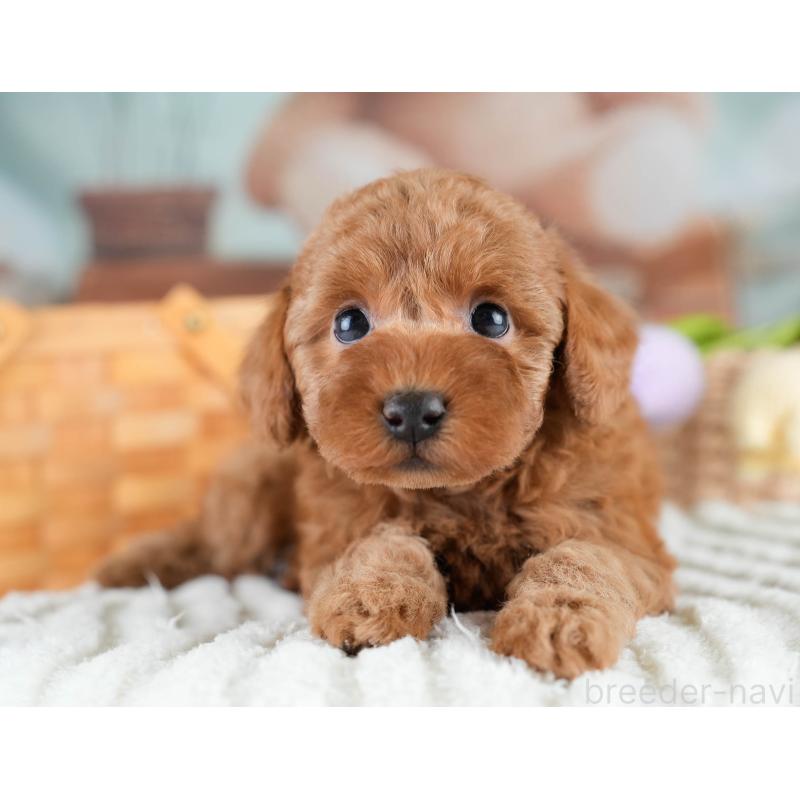 販売中の埼玉県のトイプードル-428725の7枚目