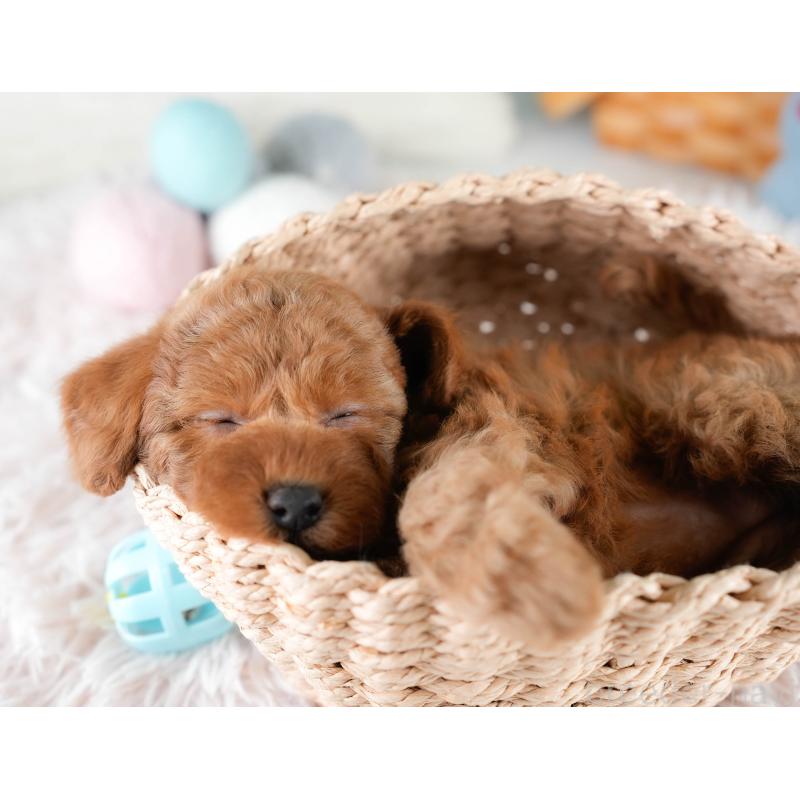 販売中の埼玉県のトイプードル-428725の6枚目