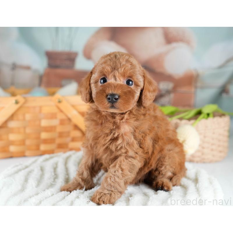 販売中の埼玉県のトイプードル-428725の5枚目