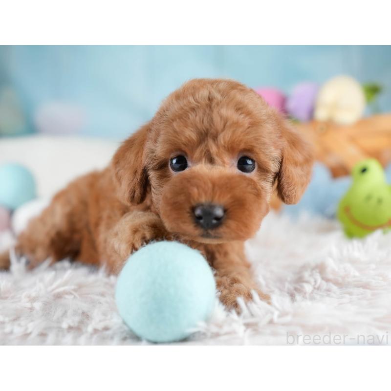 販売中の埼玉県のトイプードル-428725の4枚目