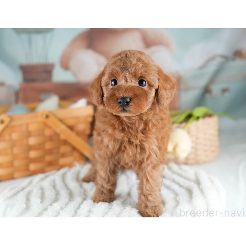 販売中の埼玉県のトイプードル-428725の3枚目