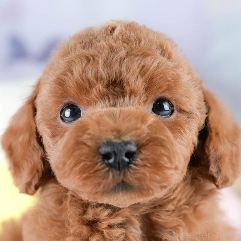 販売中の埼玉県のトイプードル-428703の1枚目