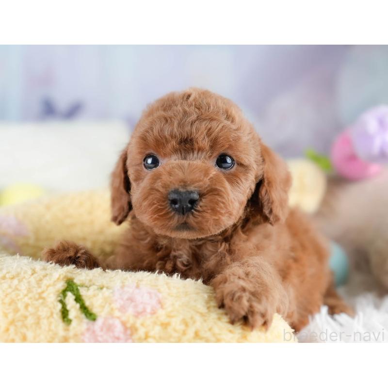 販売中の埼玉県のトイプードル-428703の11枚目