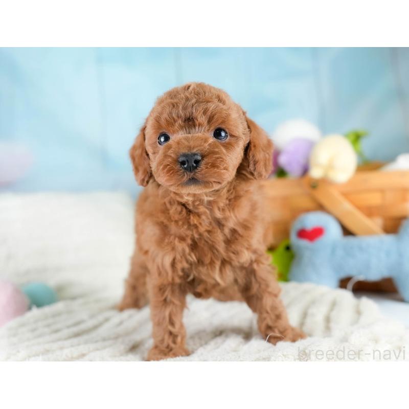 販売中の埼玉県のトイプードル-428703の10枚目