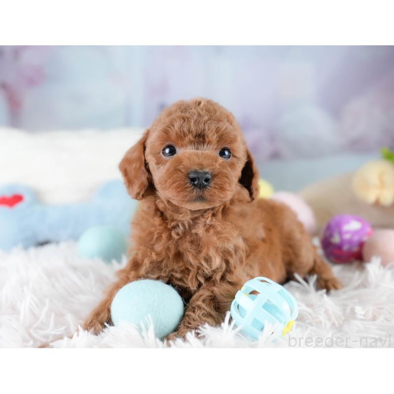 販売中の埼玉県のトイプードル-428703の9枚目