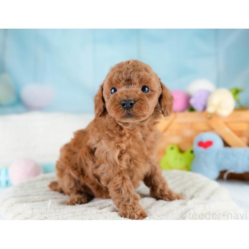 販売中の埼玉県のトイプードル-428703の8枚目