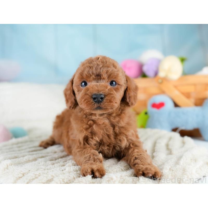 販売中の埼玉県のトイプードル-428703の7枚目