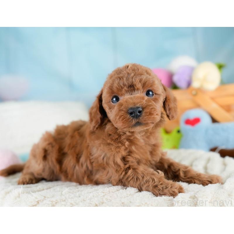 販売中の埼玉県のトイプードル-428703の6枚目