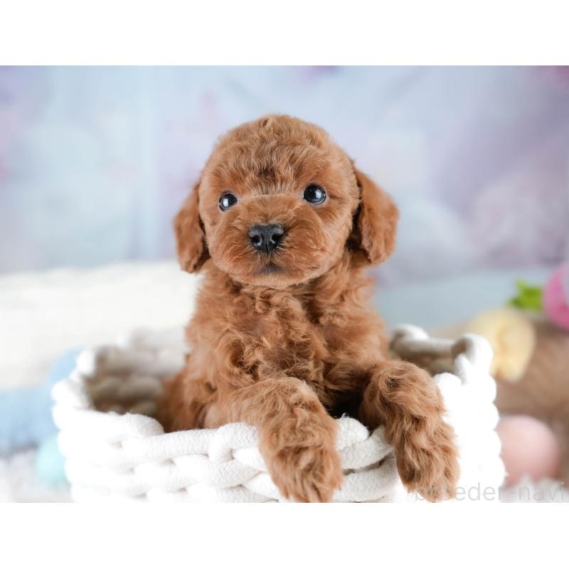 販売中の埼玉県のトイプードル-428703の5枚目