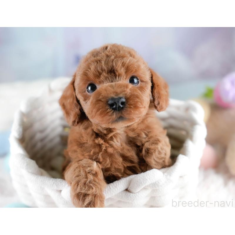 販売中の埼玉県のトイプードル-428703の4枚目