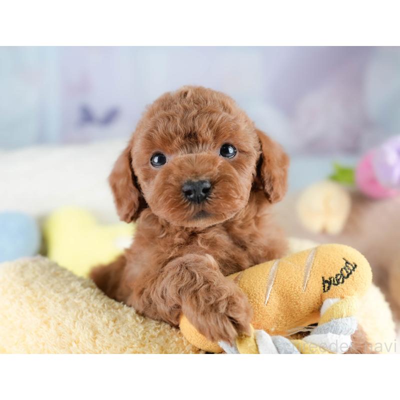 販売中の埼玉県のトイプードル-428703の3枚目