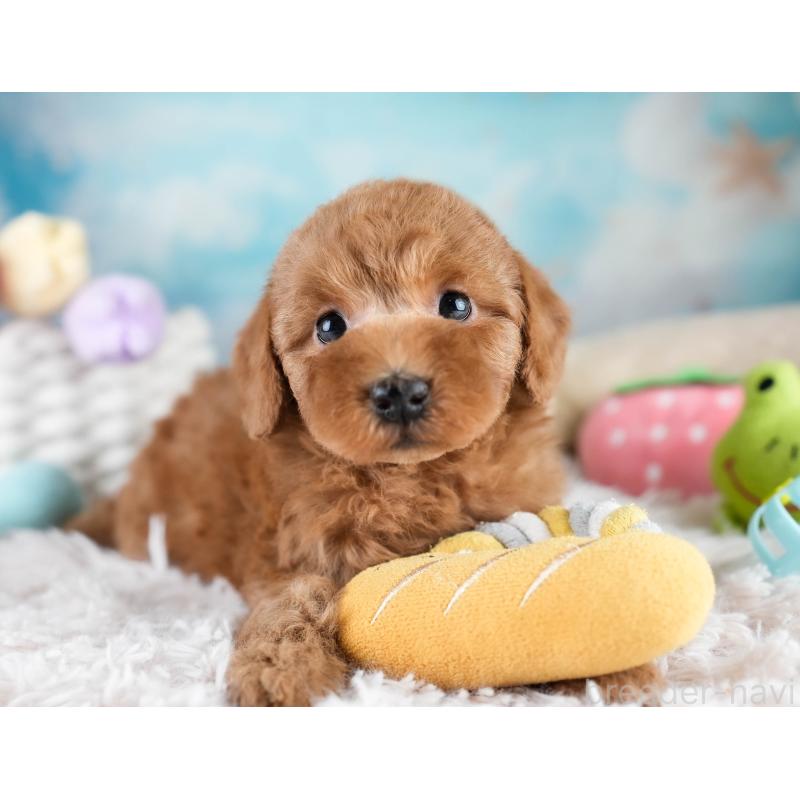 販売中の埼玉県のトイプードル-428700の11枚目