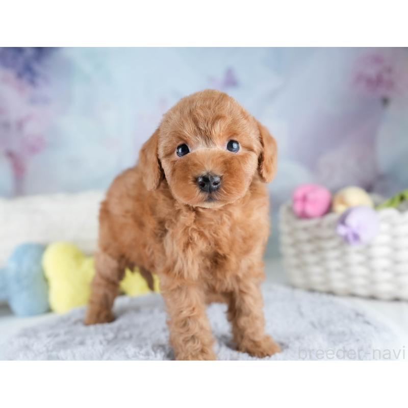 販売中の埼玉県のトイプードル-428700の10枚目