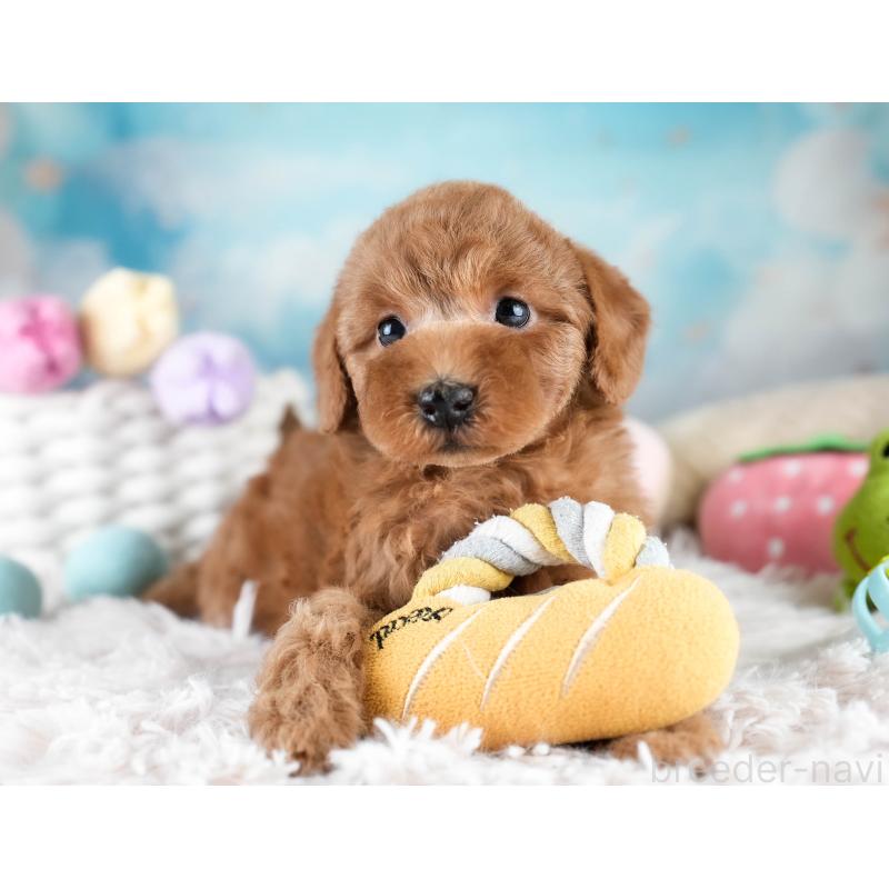 販売中の埼玉県のトイプードル-428700の9枚目