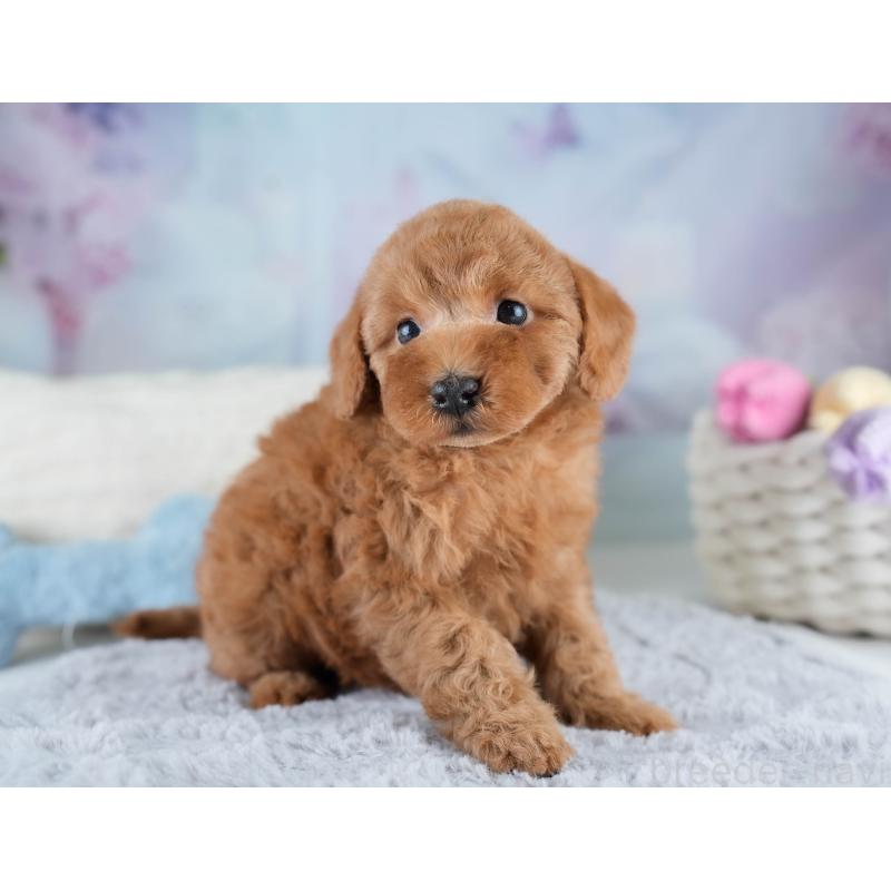 販売中の埼玉県のトイプードル-428700の8枚目