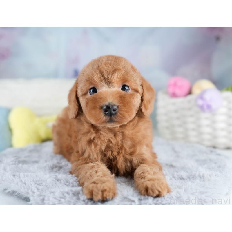 販売中の埼玉県のトイプードル-428700の7枚目