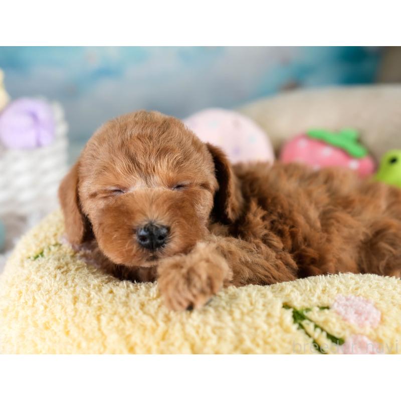 販売中の埼玉県のトイプードル-428700の6枚目