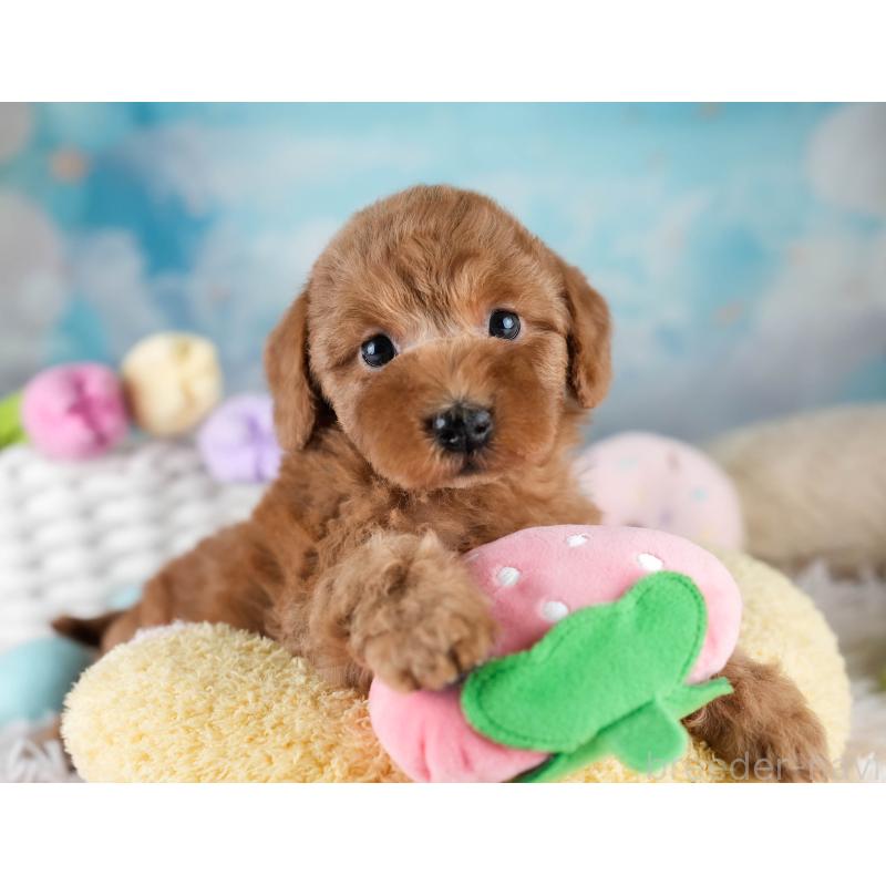 販売中の埼玉県のトイプードル-428700の5枚目