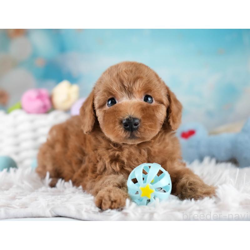 販売中の埼玉県のトイプードル-428700の4枚目