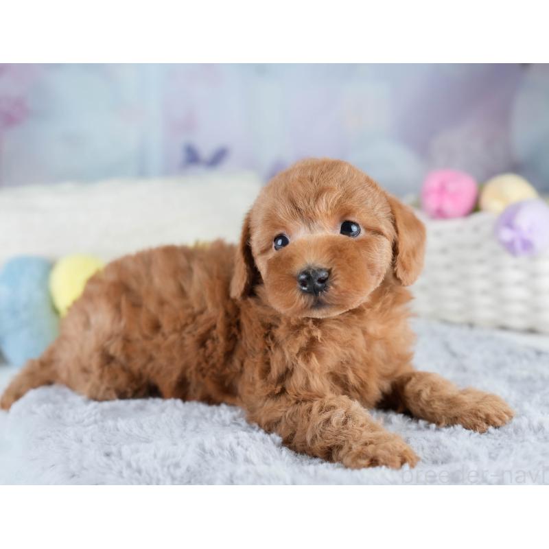 販売中の埼玉県のトイプードル-428700の3枚目