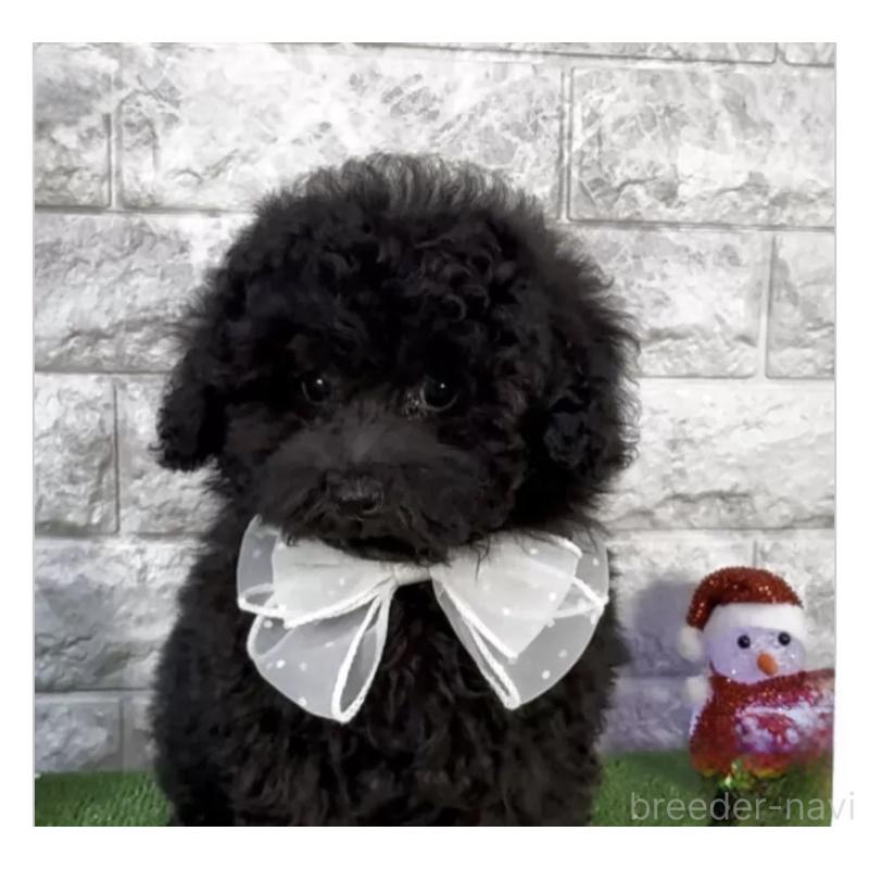 販売中の埼玉県のタイニープードル-428488の1枚目