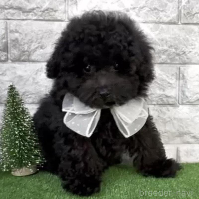 販売中の埼玉県のタイニープードル-428488の3枚目