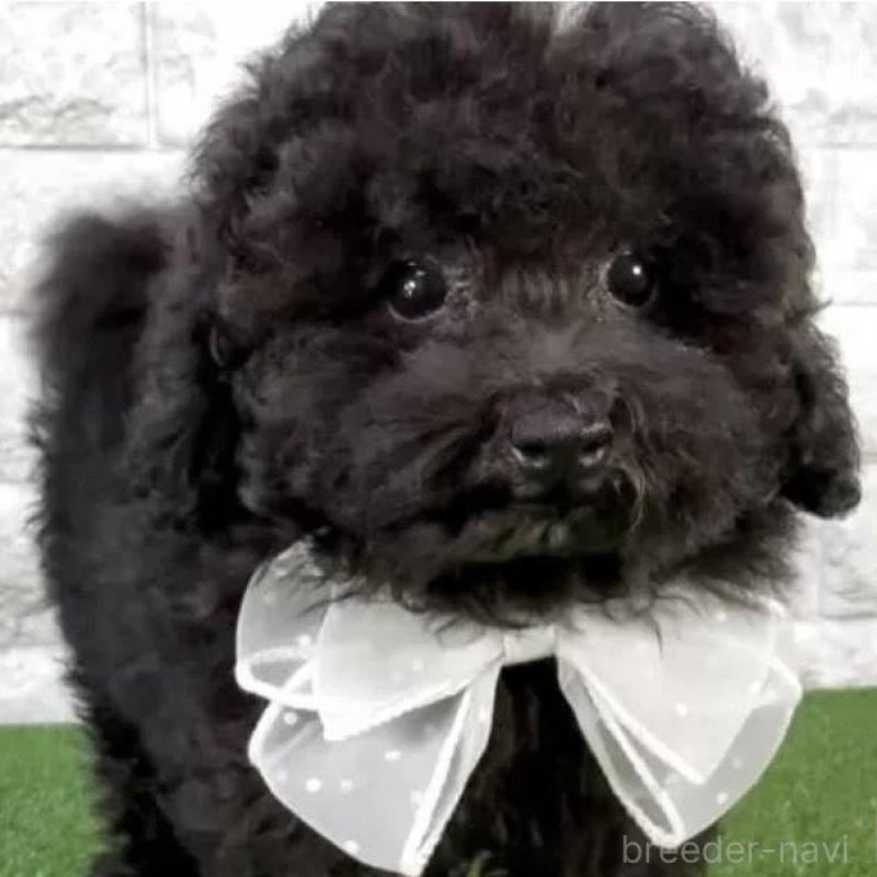 販売中の埼玉県のタイニープードル-428488の2枚目