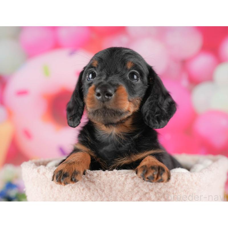 販売中の栃木県のミニチュアダックスフンド(ロングヘアード)-428531