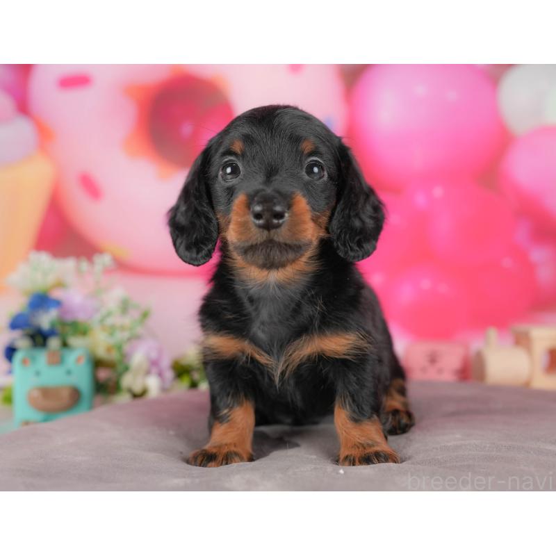 販売中の栃木県のミニチュアダックスフンド(ロングヘアード)-428531の11枚目