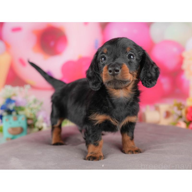 販売中の栃木県のミニチュアダックスフンド(ロングヘアード)-428531の10枚目