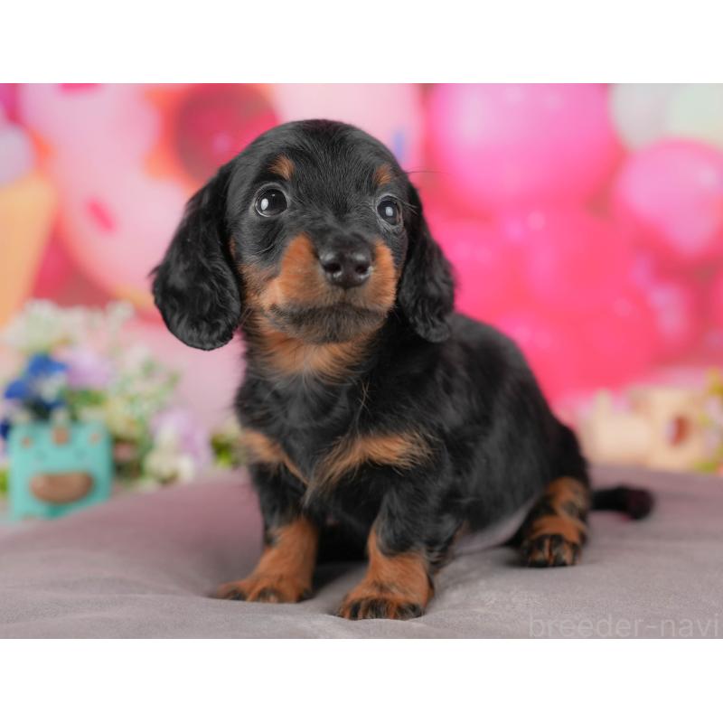 販売中の栃木県のミニチュアダックスフンド(ロングヘアード)-428531の8枚目