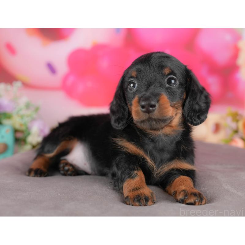 販売中の栃木県のミニチュアダックスフンド(ロングヘアード)-428531の5枚目