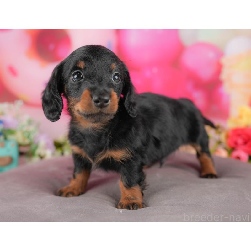 販売中の栃木県のミニチュアダックスフンド(ロングヘアード)-428531の4枚目