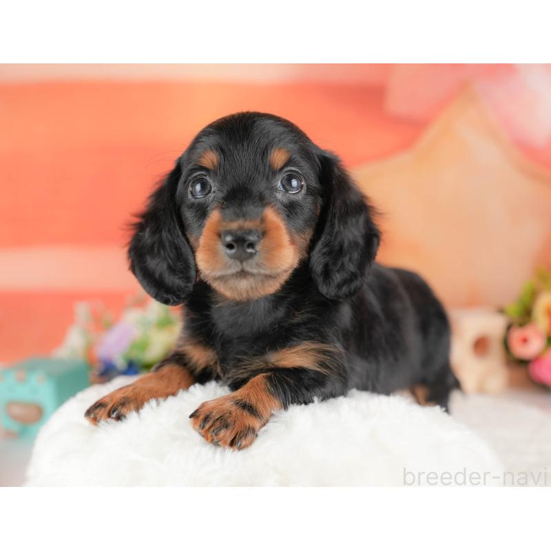 販売中の栃木県のミニチュアダックスフンド(ロングヘアード)-428533の1枚目