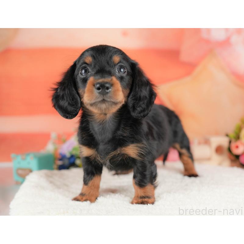 販売中の栃木県のミニチュアダックスフンド(ロングヘアード)-428533の11枚目