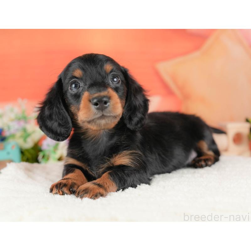 販売中の栃木県のミニチュアダックスフンド(ロングヘアード)-428533の10枚目