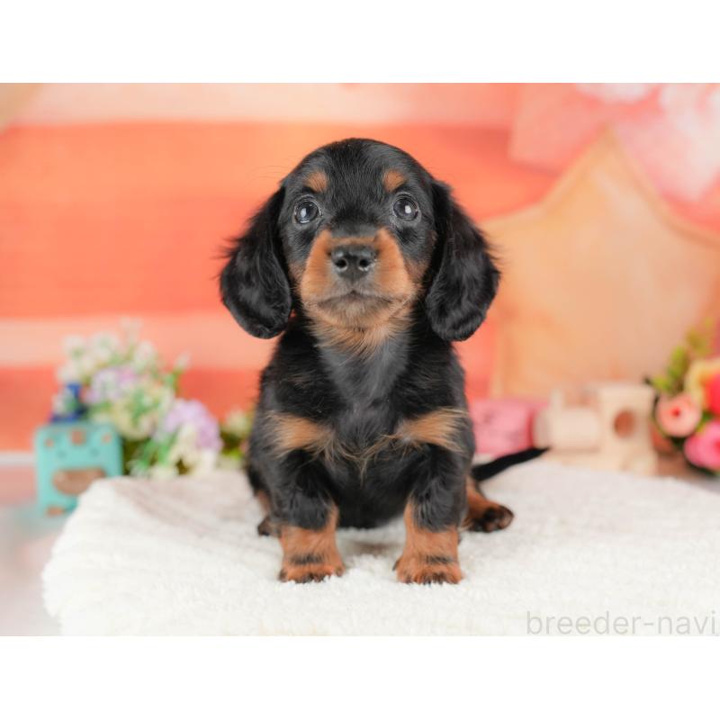 販売中の栃木県のミニチュアダックスフンド(ロングヘアード)-428533の9枚目