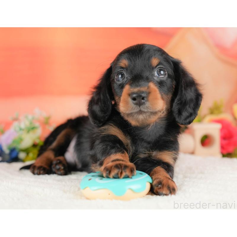 販売中の栃木県のミニチュアダックスフンド(ロングヘアード)-428533の8枚目