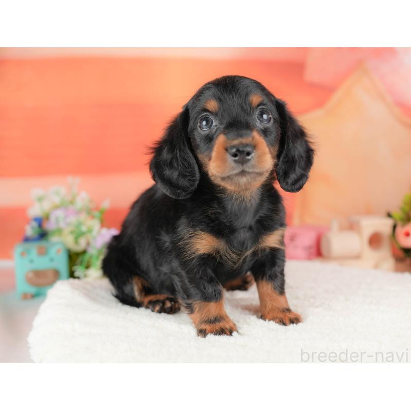 販売中の栃木県のミニチュアダックスフンド(ロングヘアード)-428533の7枚目