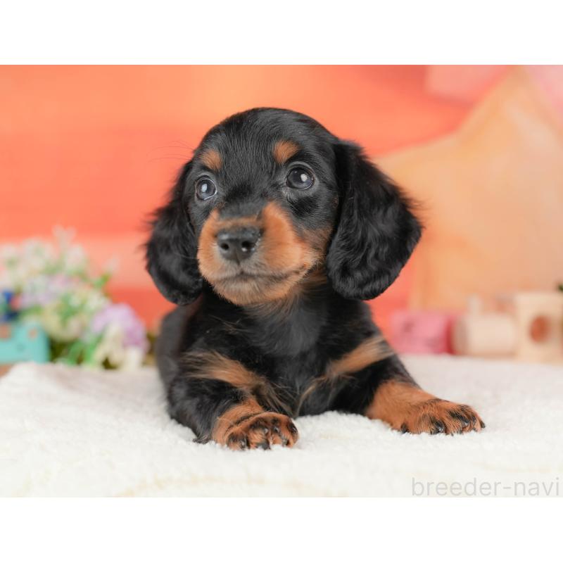 販売中の栃木県のミニチュアダックスフンド(ロングヘアード)-428533の6枚目