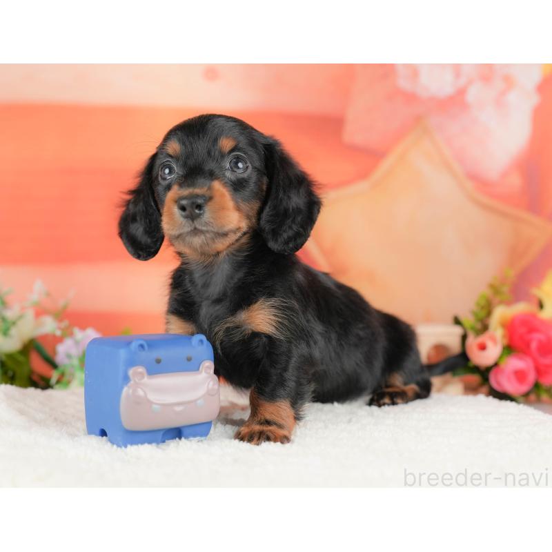 販売中の栃木県のミニチュアダックスフンド(ロングヘアード)-428533の5枚目