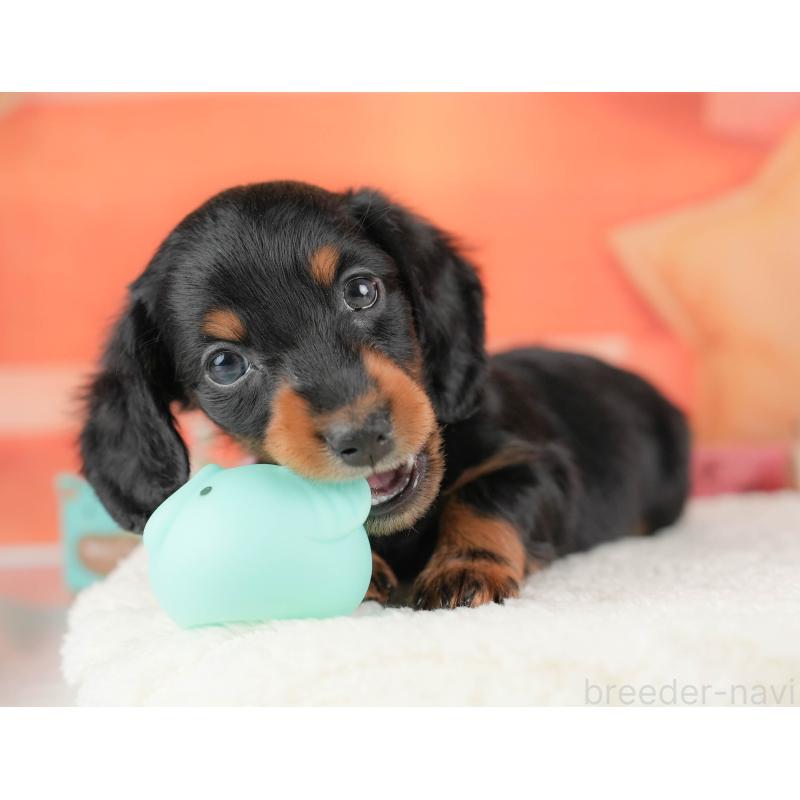 販売中の栃木県のミニチュアダックスフンド(ロングヘアード)-428533の4枚目