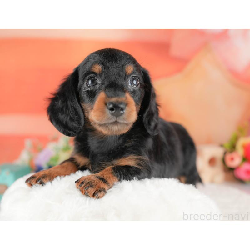 販売中の栃木県のミニチュアダックスフンド(ロングヘアード)-428533の3枚目