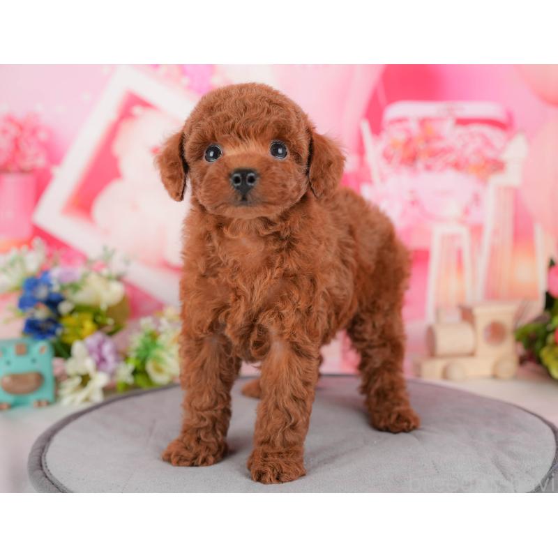 販売中の栃木県のトイプードル-428539