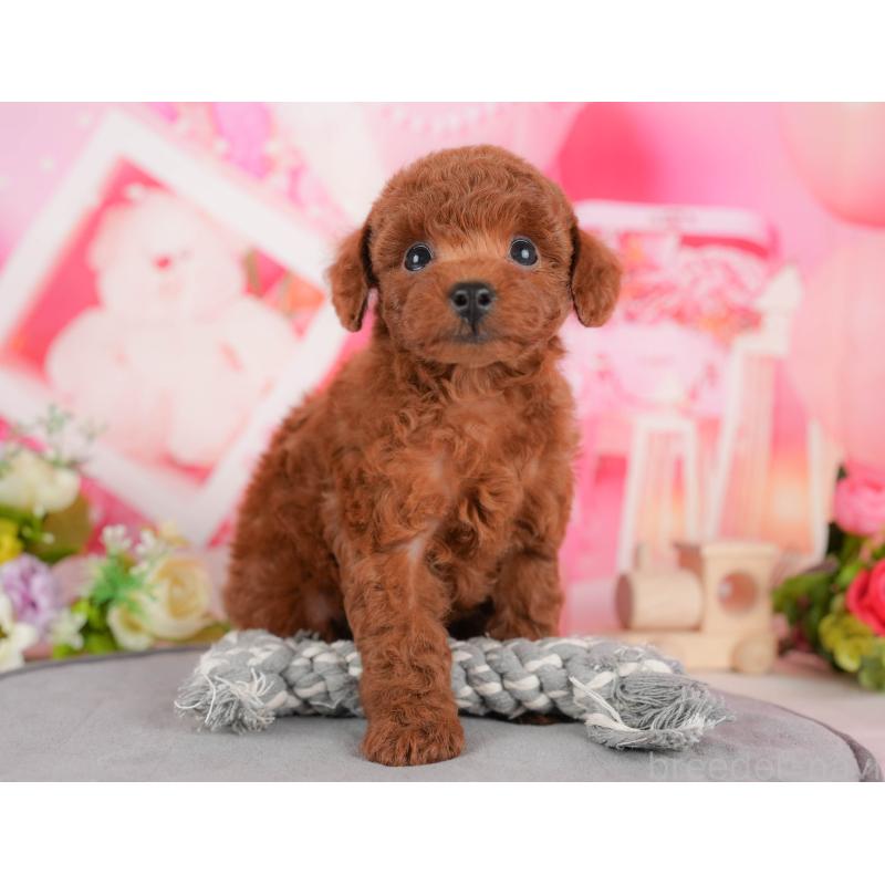 販売中の栃木県のトイプードル-428539の11枚目