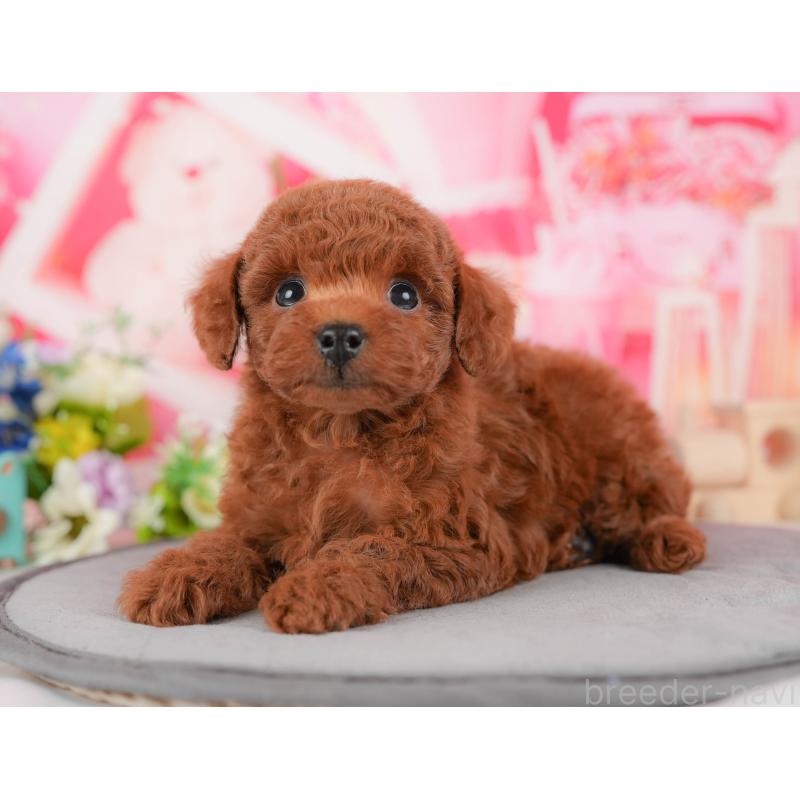 販売中の栃木県のトイプードル-428539の10枚目