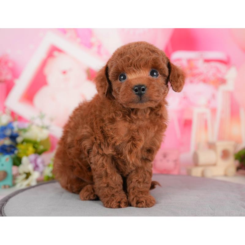 販売中の栃木県のトイプードル-428539の9枚目